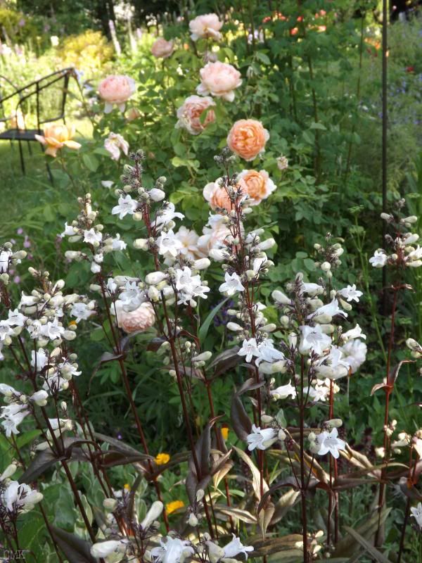 june17- Carding Mill rose, penstemon Huskars Red photo june20-13-cmrosepenstemon_zpsfb355ee1.jpg